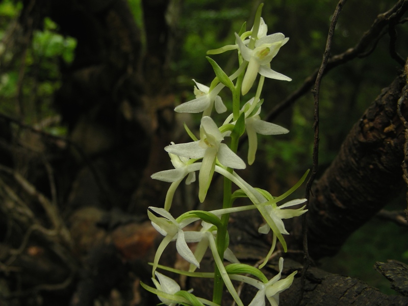 Platanthera bifolia